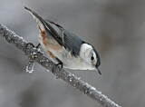 Image. White-breasted Nuthatch