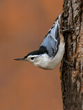 Image. White-breasted Nuthatch