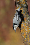 Image. White-breasted Nuthatch