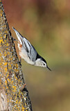Image. White-breasted Nuthatch