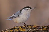 Image. White-breasted Nuthatch