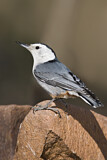 Image. White-breasted Nuthatch