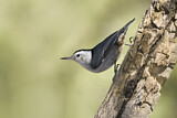 Image. White-breasted Nuthatch