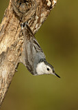 Image. White-breasted Nuthatch