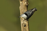 Image. White-breasted Nuthatch