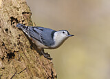 Image. White-breasted Nuthatch