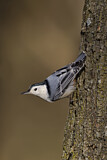 Image. White-breasted Nuthatch
