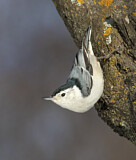 Image. White-breasted Nuthatch
