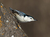Image. White-breasted Nuthatch