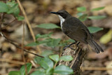 Image. White-breasted Thrasher