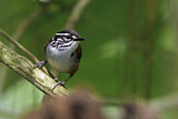 Image. White-breasted Wood Wren