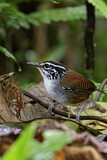 Image. White-breasted Wood Wren