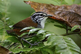 Image. White-breasted Wood Wren