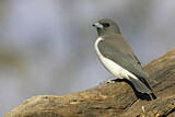 Image. White-breasted Woodswallow