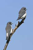 Image. White-breasted Woodswallow