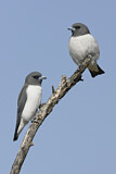 Image. White-breasted Woodswallow