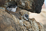 Image. White-breasted Woodswallow