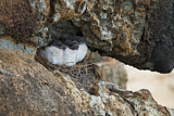 Image. White-breasted Woodswallow