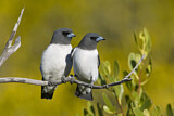 Image. White-breasted Woodswallow