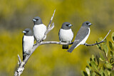 Image. White-breasted Woodswallow