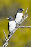 Image. White-breasted Woodswallow