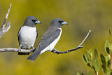 Image. White-breasted Woodswallow