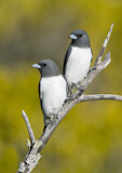 Image. White-breasted Woodswallow