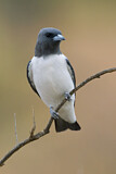 Image. White-breasted Woodswallow
