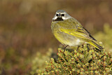 Image. White-bridled Finch