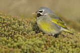 Image. White-bridled Finch