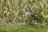 Image. White-bridled Finch