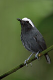 Image. White-browed Antbird