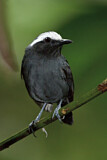 Image. White-browed Antbird