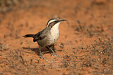 Image. White-browed Babbler