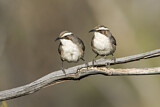 Image. White-browed Babbler