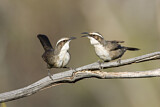 Image. White-browed Babbler