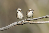 Image. White-browed Babbler