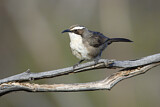 Image. White-browed Babbler