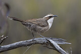 Image. White-browed Babbler