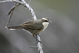 Image. White-browed Babbler