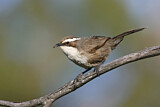 Image. White-browed Babbler