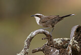Image. White-browed Babbler