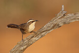 Image. White-browed Babbler