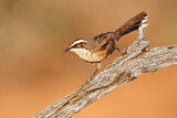 Image. White-browed Babbler