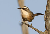 Image. White-browed Babbler