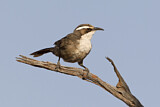 Image. White-browed Babbler