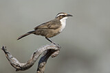 Image. White-browed Babbler