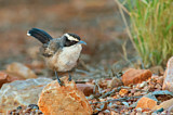 Image. White-browed Babbler