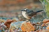 Image. White-browed Babbler