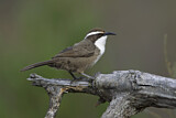 Image. White-browed Babbler